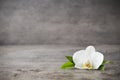 White orchid and spa stones on the grey background. Royalty Free Stock Photo