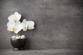 White orchid and spa stones on the grey background. Royalty Free Stock Photo
