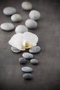 White orchid and spa stones on the grey background. Royalty Free Stock Photo