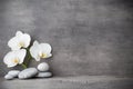 White orchid and spa stones on the grey background. Royalty Free Stock Photo