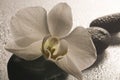 White orchid and stones over wet surface