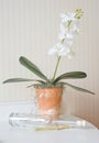 White orchid in terracotta pot Royalty Free Stock Photo