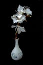 White Orchid Tree flowers in a vase isolated on black background Royalty Free Stock Photo