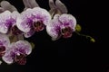 White orchid with violet spot on black background Royalty Free Stock Photo