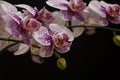 White orchid with violet spot on black background Royalty Free Stock Photo