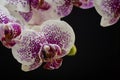 White orchid with violet spot on black background Royalty Free Stock Photo