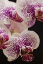 White orchid with violet spot on black background Royalty Free Stock Photo