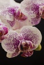 White orchid with violet spot on black background Royalty Free Stock Photo