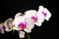 White orchid, water drops on petals, orchid on black background