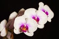 White orchid, water drops on petals, orchid on black background