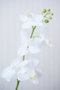 White orchid on white Royalty Free Stock Photo