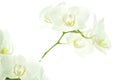 White orchid on white. Royalty Free Stock Photo