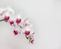 White orchid on white blackbackground