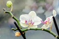 White orchid at window, Orchidaceae, Phalaenopsis known as the Moth Orchid, abbreviated Phal Royalty Free Stock Photo