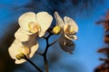 White Orchid Witch Blue Sky Background