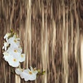 White orchid on wood plank background