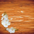 White orchid on wood plank background Royalty Free Stock Photo