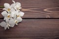 White Orchid on wooden background