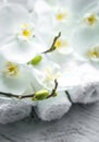 White Orchid on wooden background with towel Royalty Free Stock Photo