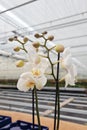 White orchidaceae in greenhouse