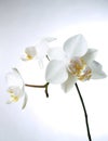 White orchiddream Royalty Free Stock Photo