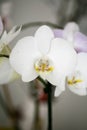 White orchidea phalenopsis macro flower fifty megapixels family orchidaceae Royalty Free Stock Photo