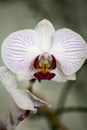 White orchidea phalenopsis macro flower fifty megapixels family orchidaceae Royalty Free Stock Photo