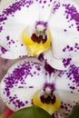 White orchidea phalenopsis macro flower fifty megapixels family orchidaceae Royalty Free Stock Photo