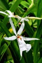 White Orchids