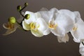 White orchids Royalty Free Stock Photo