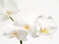 White orchids Royalty Free Stock Photo