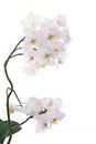 White orchids Royalty Free Stock Photo