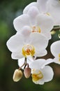 White Orchids Royalty Free Stock Photo