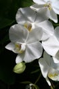 White orchids Royalty Free Stock Photo