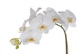White Orchids Royalty Free Stock Photo