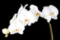 White Orchids Royalty Free Stock Photo