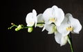 White orchids against dark background Royalty Free Stock Photo