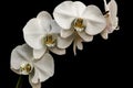 White Orchids against an Inky Black Background Royalty Free Stock Photo