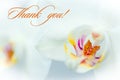 White orchids on white background. Thank you text