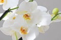 White Orchids. Beautiful white orchid flowers close-up. Royalty Free Stock Photo