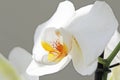 White Orchids. Beautiful white orchid flowers close-up. Royalty Free Stock Photo