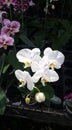 A white orchid in full blooming