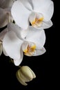 White orchids on black background Royalty Free Stock Photo