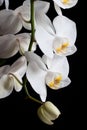 White orchids on black background Royalty Free Stock Photo