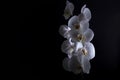White orchids on black background Royalty Free Stock Photo