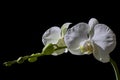 White Orchids  on a Black Background with Copy Space on the Image Royalty Free Stock Photo