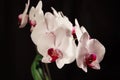 White orchids against black background Royalty Free Stock Photo