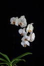 White Orchids on Black Background Royalty Free Stock Photo