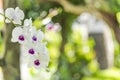 White orchids blooming flower in a park of Naha City in Okinawa island in Japan Royalty Free Stock Photo