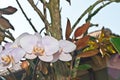 White orchids blooming, in a tropical garden Royalty Free Stock Photo